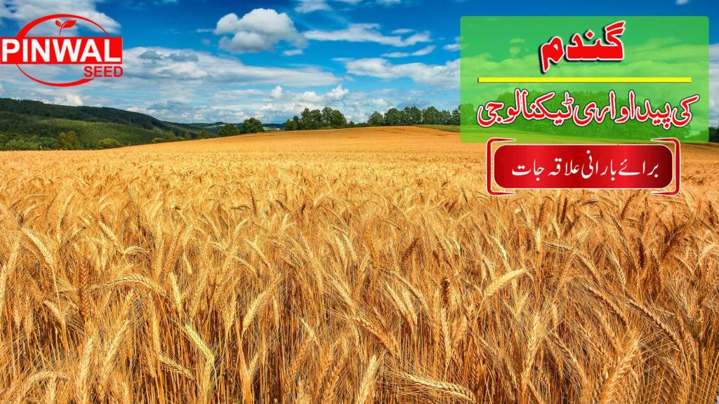 Wheat Production Technology گندم کی کاشت
