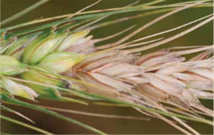 Fusarium head blight