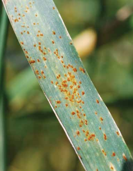 Leaf rust