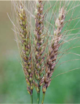 Stagonospora nodorum blotch